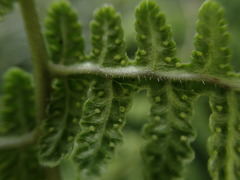 Pseudophegopteris keraudreniana