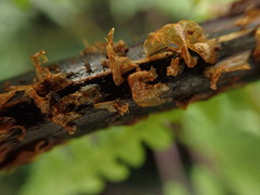 Pseudophegopteris keraudreniana
