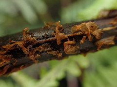 Pseudophegopteris keraudreniana