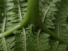 Pseudophegopteris keraudreniana