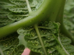 Pseudophegopteris keraudreniana