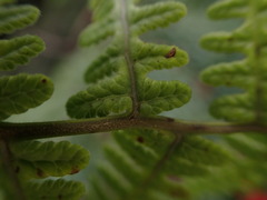 Pseudophegopteris keraudreniana