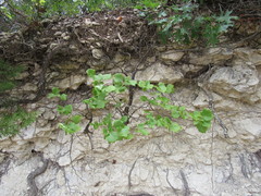 Styrax platanifolius platanifolius