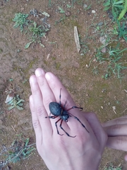 Nephilingis cruentata