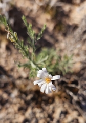 Chaetopappa ericoides