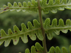 Pseudophegopteris keraudreniana