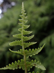 Pseudophegopteris keraudreniana