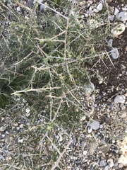 Castela erecta