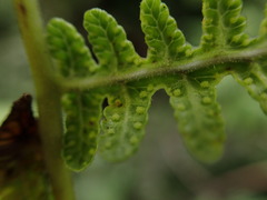 Pseudophegopteris keraudreniana