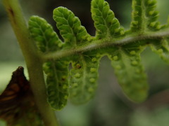Pseudophegopteris keraudreniana