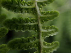 Pseudophegopteris keraudreniana
