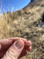 Pseudoroegneria spicata