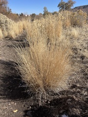 Pseudoroegneria spicata