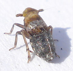 Conomelus anceps