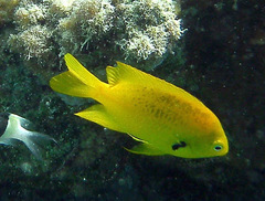 Pomacentrus sulfureus