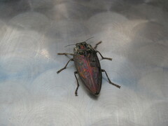 Chalcophora mariana massiliensis