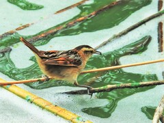 Phleocryptes melanops