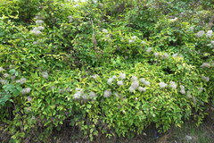 Clematis vitalba