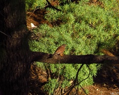 Falco tinnunculus canariensis
