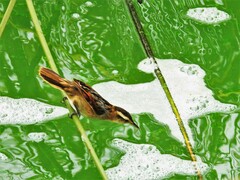 Phleocryptes melanops