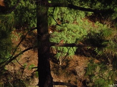 Falco tinnunculus canariensis