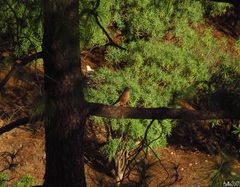 Falco tinnunculus canariensis