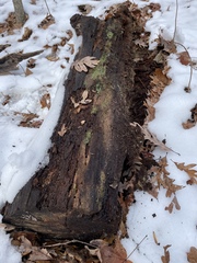 Xylobolus frustulatus