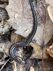 Plethodon