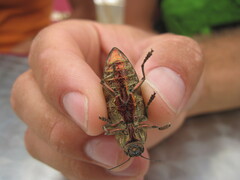 Chalcophora mariana massiliensis