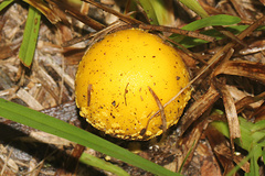 Amanita flavella