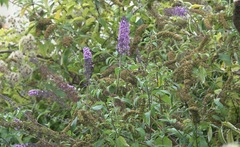 Buddleja davidii