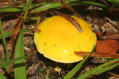Amanita flavella