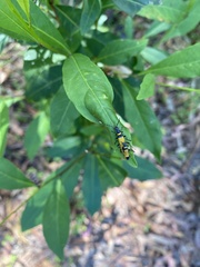 Chauliognathus imperialis