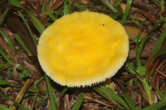 Amanita flavella