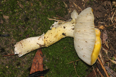 Amanita flavella