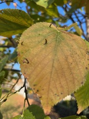 Eriophyes tiliae