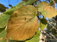 Eriophyes tiliae