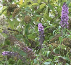 Buddleja davidii