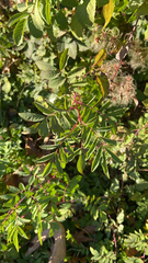 Rosa pisocarpa
