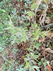 Dichanthelium scoparium