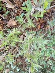 Dichanthelium scoparium