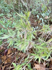 Dichanthelium scoparium