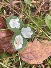 Porphyrosela minuta
