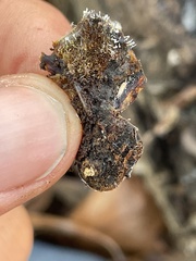 Sphaerostilbella aurifila