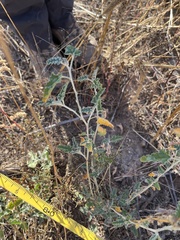 Sphaeralcea hastulata