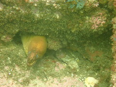Gymnothorax prasinus