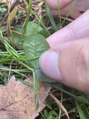 Porphyrosela minuta
