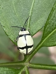 Oedionychina