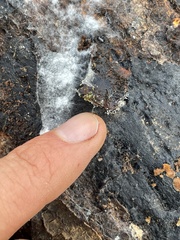 Sphaerostilbella aurifila