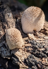 Lycoperdon subincarnatum